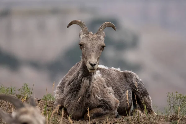 Big Horn Ewe Olha Suspeitosamente Para Câmera Encosta Montanha Montana — Fotografia de Stock