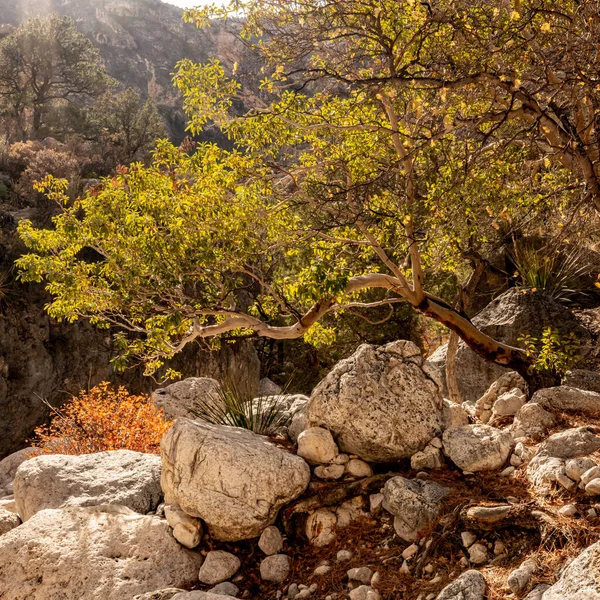 Árvore Verde Brilhante Destaca Entre Rochas Brancas Devils Hall Wash — Fotografia de Stock