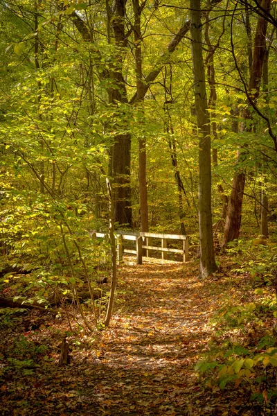 Brillante Sunlite Green Forest Light Senderismo Puente Parque Nacional Las — Foto de Stock