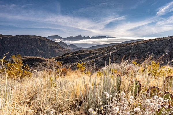 Φυτά Της Ερήμου Κοιτάζουν Προς Χαμηλά Κρεμασμένα Σύννεφα Στο Μεξικό — Φωτογραφία Αρχείου
