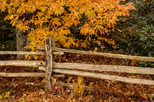 Goldene Blätter Und Geteilter Zaun Herbst Blue Ridge Parkway — Stockfoto