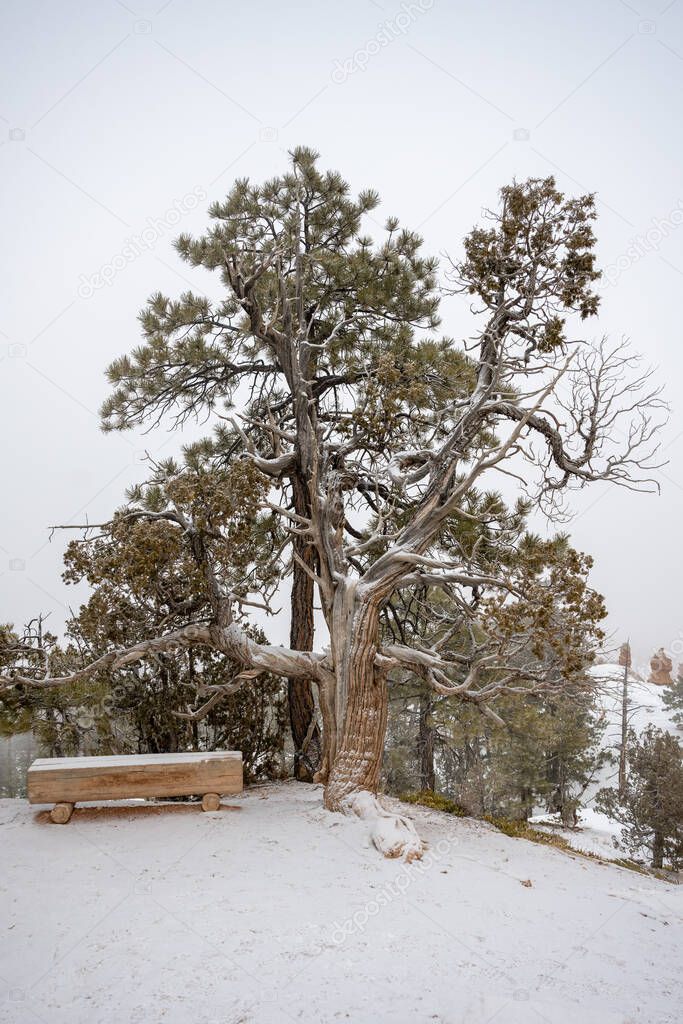 Log Bench and Gnarly Tree Covered In Snow in Bryce Canyon National Park