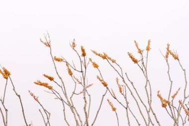 Turuncu ocotillo beyaz gökyüzü arkaplanına karşı çiçek açar