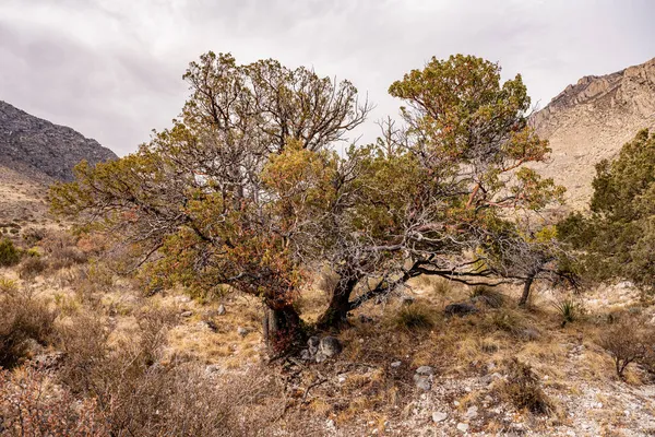 Palo Duro Arbre Poussant Dans Sol Rocheux Parc National Des — Photo