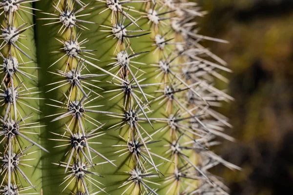 Wzór Kręgosłupa Kaktusach Saguaro Close Pustyni Sonoran — Zdjęcie stockowe