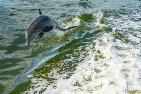 Dritto Sulla Vista Del Delfino Che Salta Nuotando Nel Golfo — Foto Stock