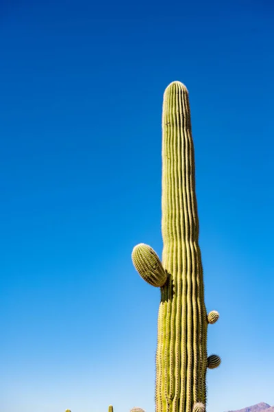 Tall Saguaro Cactus Three Small Arms Beginning Grow Out Front — Stock Photo, Image