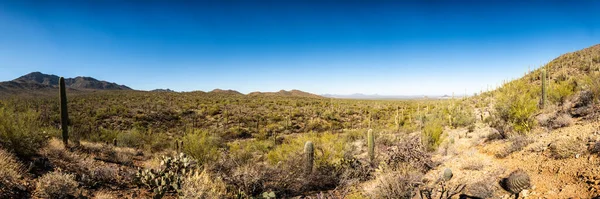 Vasta Vista Del Cactus Saguaro Creciendo Parque Nacional Saguaro Arizona — Foto de Stock