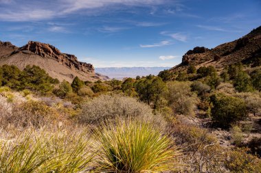 Big Bend Ulusal Parkı 'ndaki Çöl Vadisi' ni Bir Oasis dolduruyor.