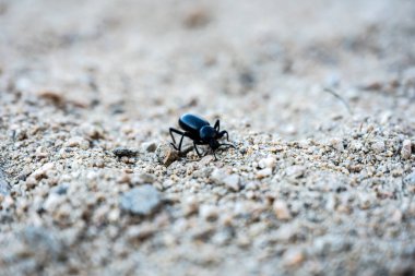 Siyah Böcek Joshua Tree Ulusal Parkı 'ndaki Sandy Trail' in üzerindeki kameraya doğru yürüyor.