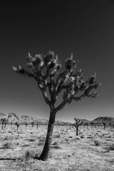 Black White Single Leaning Joshua Tree Clear Sky Met Een — Stockfoto