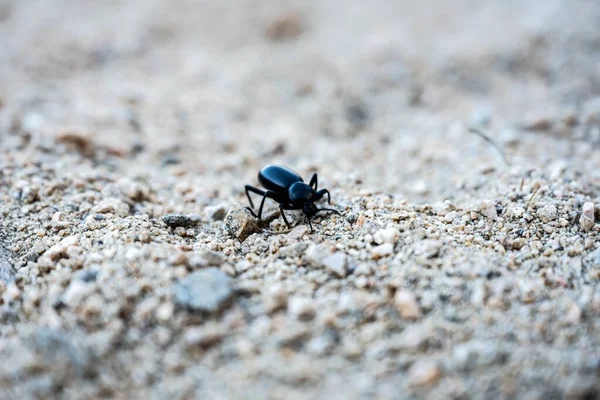 Black Beetle Walks Camera Sandy Trail Joshua Tree National Park — 스톡 사진