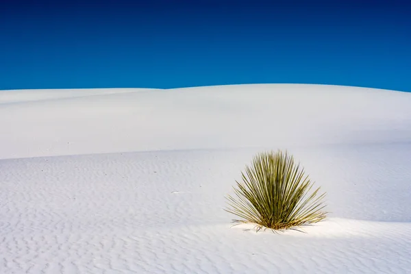 Yucca Blooms White Sand Dune New Mexico — Stock Photo, Image