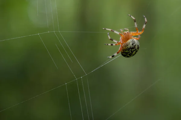 Kastepisarat Cling Halloween Spider Web Great Smoky Mountains Kansallispuistossa — kuvapankkivalokuva