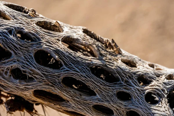 Lätt Struktur Sönderfallande Cholla Kaktus — Stockfoto