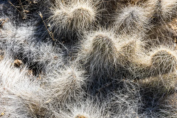 Långa Taggar Hänger Tjocka Kaktusar Joshua Tree — Stockfoto