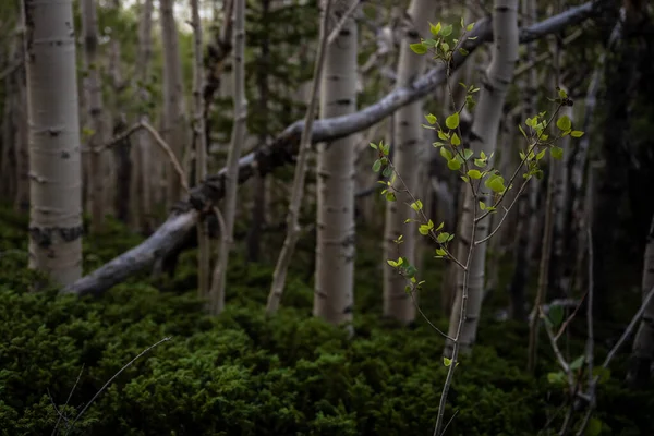 Новий Ріст Аспінському Лісі Національному Парку Великого Басейну — стокове фото