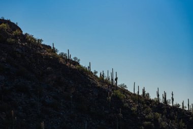 Saguaro Kaktüsüyle kaplı bir tepenin gölgeleri