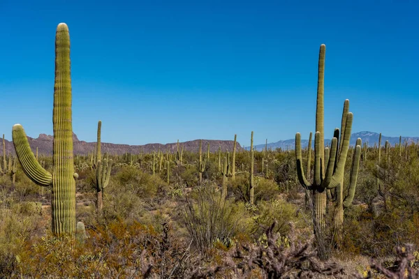 Saguaro Cacti Cover Scene Mountains — Stock Photo, Image