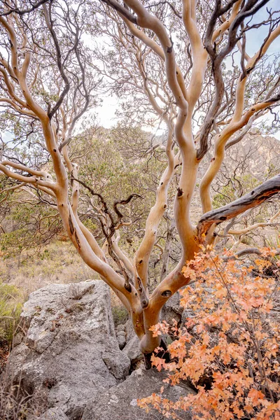 Rozlehlé Větve Stromů Rostou Centra Velkých Balvanů Národním Parku Guadalupe — Stock fotografie