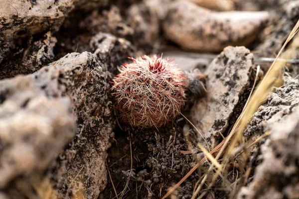 Tiny Cactus Hides Crack Rocks Guadalupe Mountains National Park — Stock Photo, Image