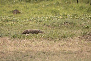 Porsuk Dartları Çayır köpek köyünde avlanırken