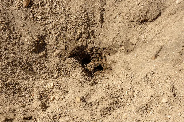 Bijen Graven Naar Water Zand — Stockfoto