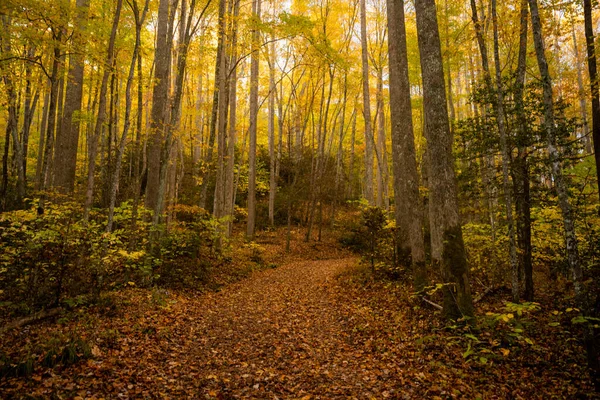 Sonbaharda Büyük Dumanlı Dağlar Ulusal Parkı Nda Sarı Yapraklar Kalın — Stok fotoğraf