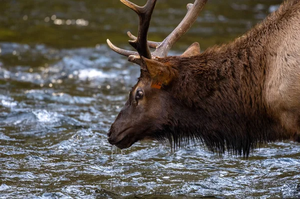 Cloes Water Droppping Från Bull Elk Mouth Floden — Stockfoto