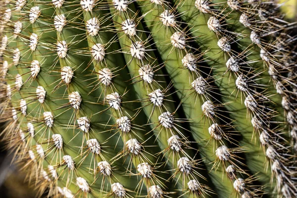 Zbliżenie Pąków Kaktusa Saguaro Thorns Parku Narodowym Saguaro — Zdjęcie stockowe