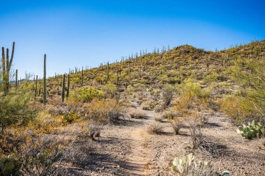 Arizona 'daki Sagaruo Kaktüs Ormanı' nda Soluk Yol Tepeleri