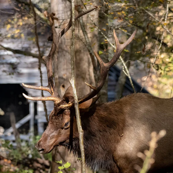 Elk Bull Rubs Antlers Sapling Tree Smokies — Stockfoto