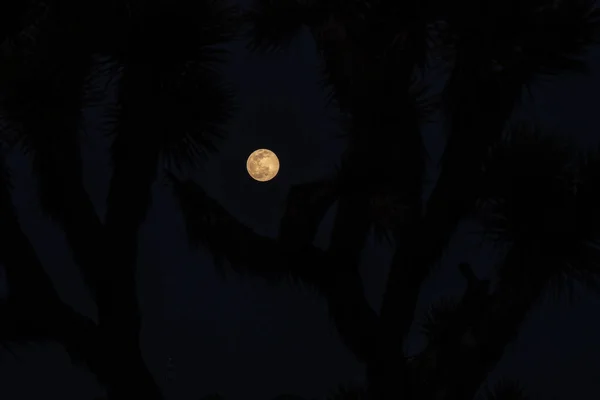 Pełnia Księżyca Przez Gałęzie Joshua Tree Zimową Noc — Zdjęcie stockowe