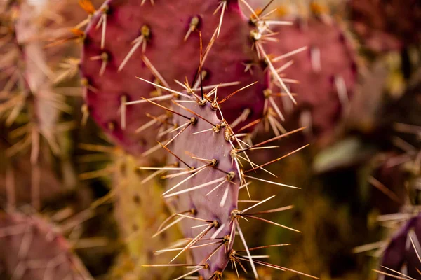 Długie Igły Fioletowo Kolczastym Kaktusie Gruszki Big Bend — Zdjęcie stockowe