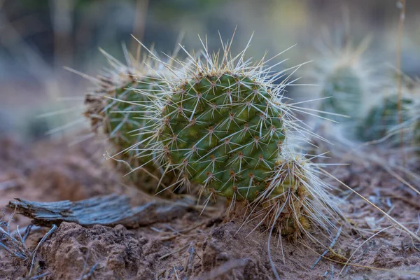 Long Needles Small Ground Level Cactus Capitol Reef Wilderness — Stock Photo, Image