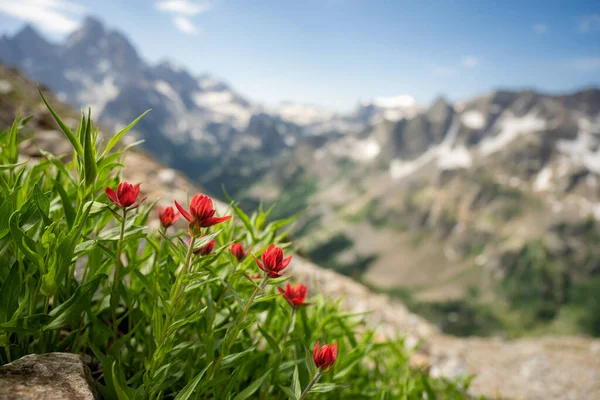 Paintbrush Flowers Entlang Des Paintbrush Divide Trail Grand Teton Nationalpark — Stockfoto