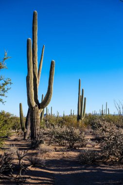 Saguaro ve Cholla Cacti Noktası Sonora Çölü 'nün manzarası