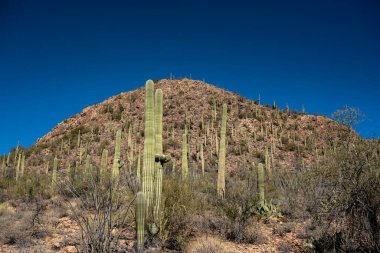 Saguaro Kaktüsü, Saguaro Ulusal Parkı 'ndaki bir dağın yamacında sürünüyor.