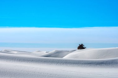 Single Tree Rising Out Of The Undulating Dunes in White Sands clipart