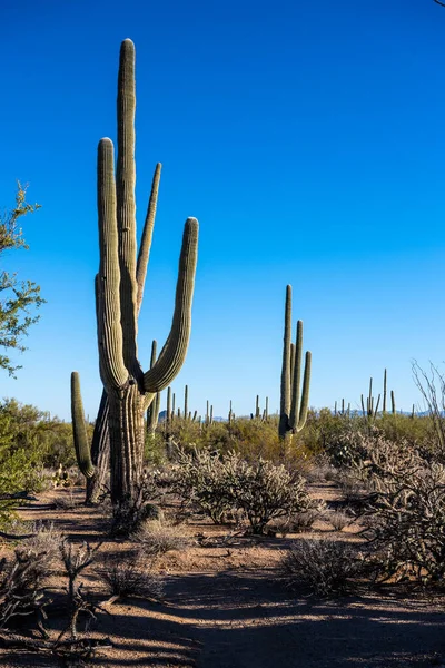 Saguaro Cholla Cacti Dot Landscape Sonoran Desert — Stock Photo, Image