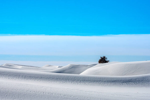 Single Tree Rising Out Of The Undulating Dunes in White Sands