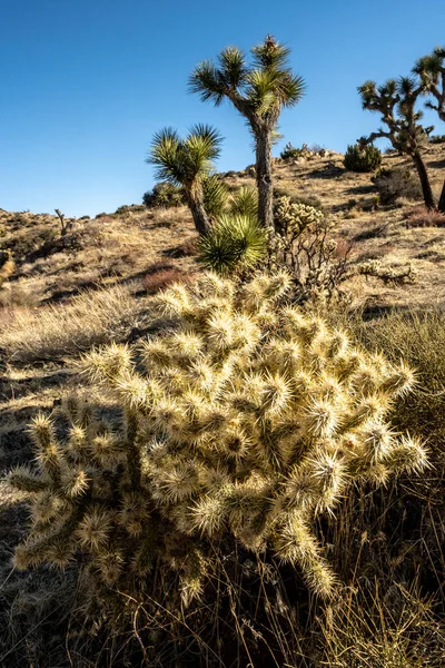 Teddy Bear Cholla Joshua Trees Cover Hillside Van Het Park — Stockfoto