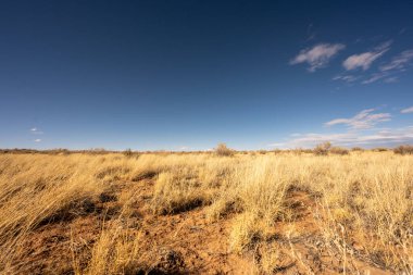 Sarı Çimenler ve Koyu Mavi Gök Taşlaşmış Orman Ulusal Parkı