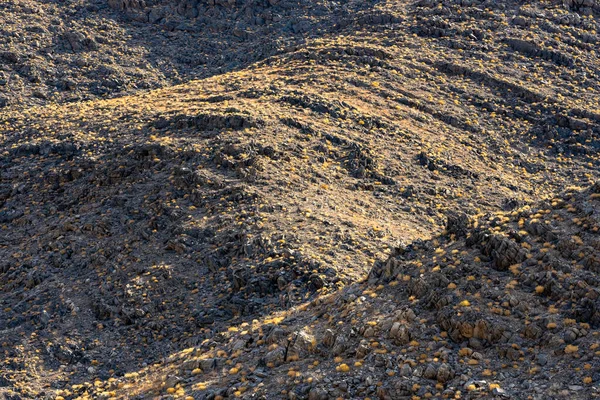 Жовтий Буш Чорні Пагорби Верхів Гоночного Треку Playa Death Valley — стокове фото