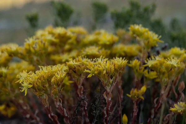 Žluté Sněhové Rostliny Rostou Yellowstone Foothills Tání Sněhu Létě — Stock fotografie