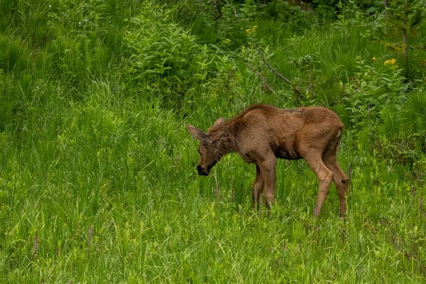 Young Moose Grazes Thick Grass Rocky Mountain National Park — Stock Photo, Image