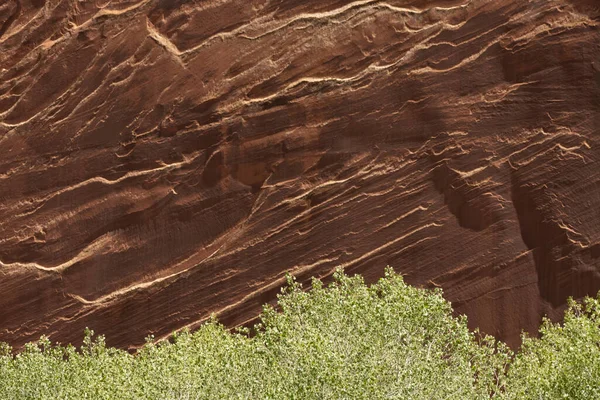 Bright Green Trees Base Sandstone Wall Capitol Reef National Park — стокове фото