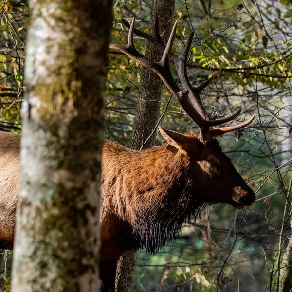 Bull Elk Dwaalt Door Bos Het Great Smoky Mountains National — Stockfoto