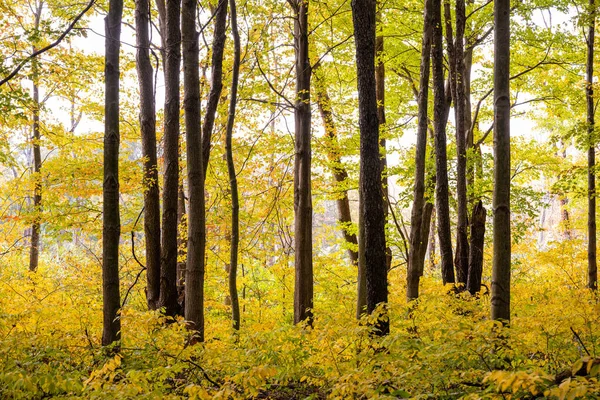 Bright Stick Através Floresta Amarela Brilhante Outono Parque Nacional Indiana — Fotografia de Stock