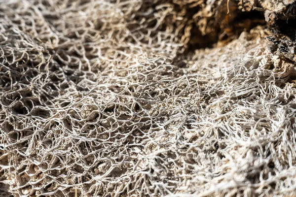Primer Plano Cactus Descomponiéndose Una Web Fibrosa Parque Nacional Saguaro —  Fotos de Stock